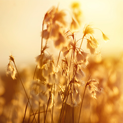 Sonnenstrahlen durchdringen grünes Grasfeld, Naturidylle.