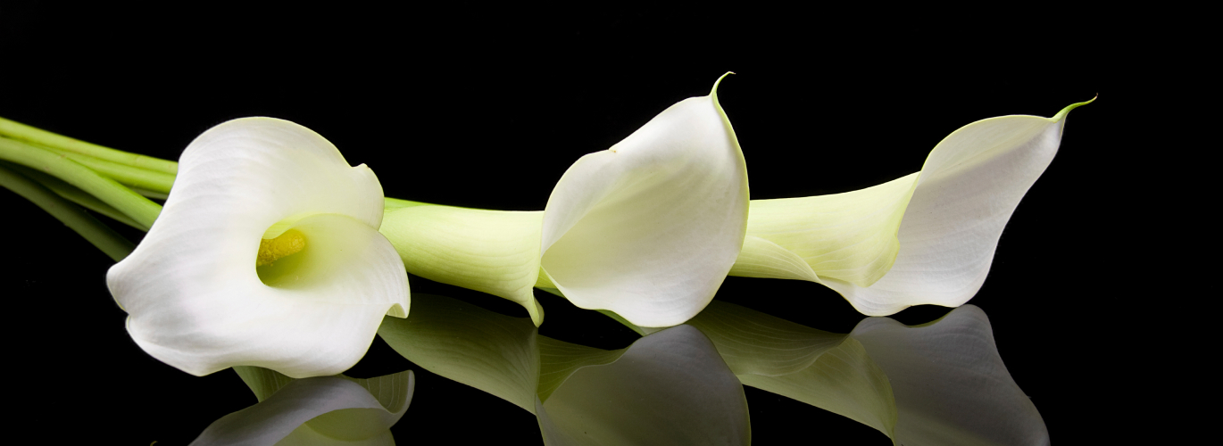 Drei weiße Calla Lilien auf dunklem Hintergrund. Harmonisches Arrangement mit subtilen Kontrasten.
